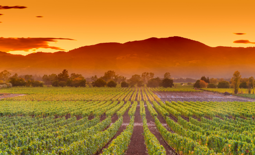 How Fruit Mats Protect and Preserve Your Harvest