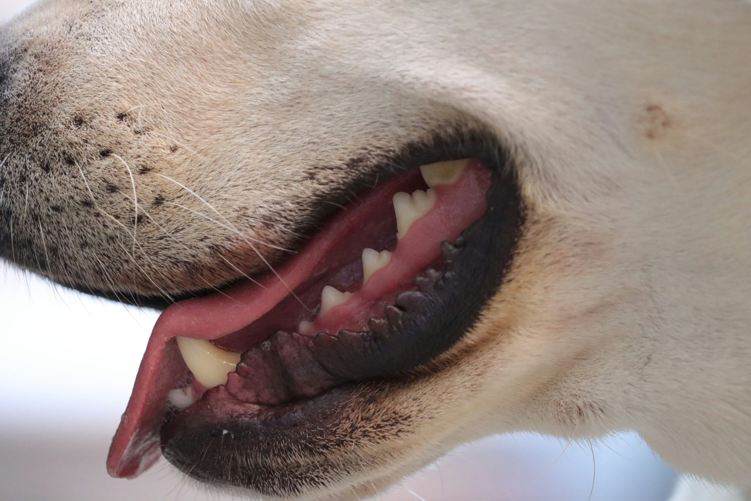 Why Choosing the Best Dog Dental Care Products Matters for Your Pet’s Health