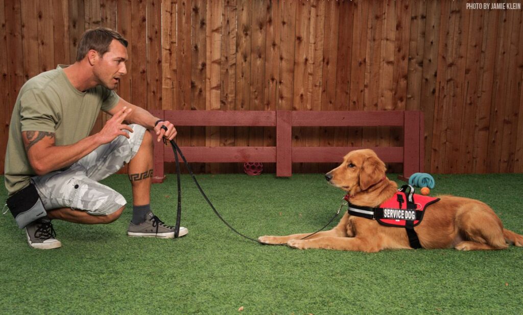 Dog Boarding Scottsdale AZ A Comfortable Stay Beyond Basic Care